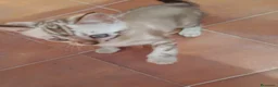 Bengalí gatos en venta: GATITA BENGALÍ - Anuncio 1