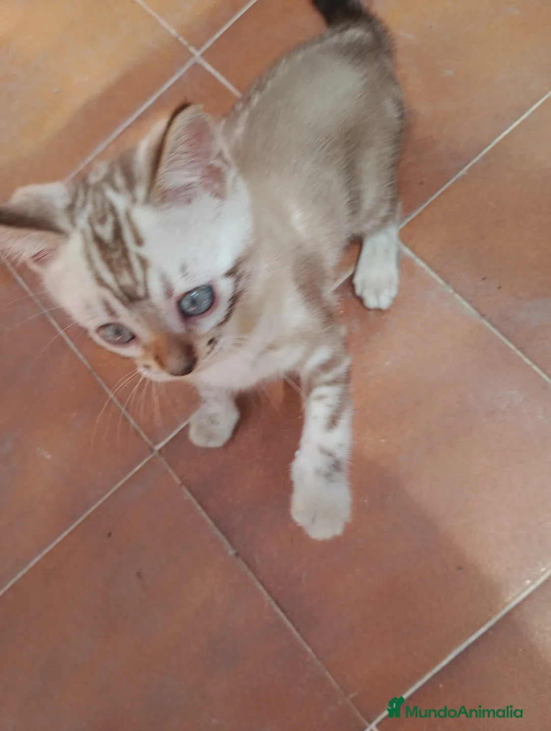 Bengalí gatos en venta: GATITA BENGALÍ - Anuncio 1
