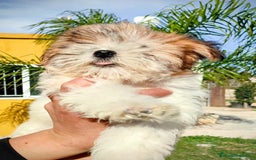 Raza Mixta perros en venta: Cachorritas malvi - Anuncio 6