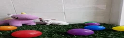 Chihuahua perros en venta: Chihuahua - Anuncio 6
