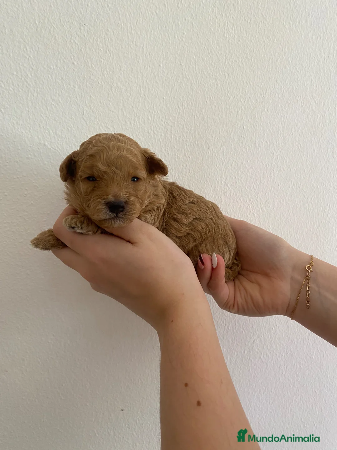 Caniche Enano perros en venta: Caniche Enano - Anuncio 1