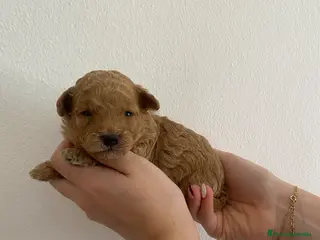 Caniche Enano perros Caniche Enano - Anuncio 1