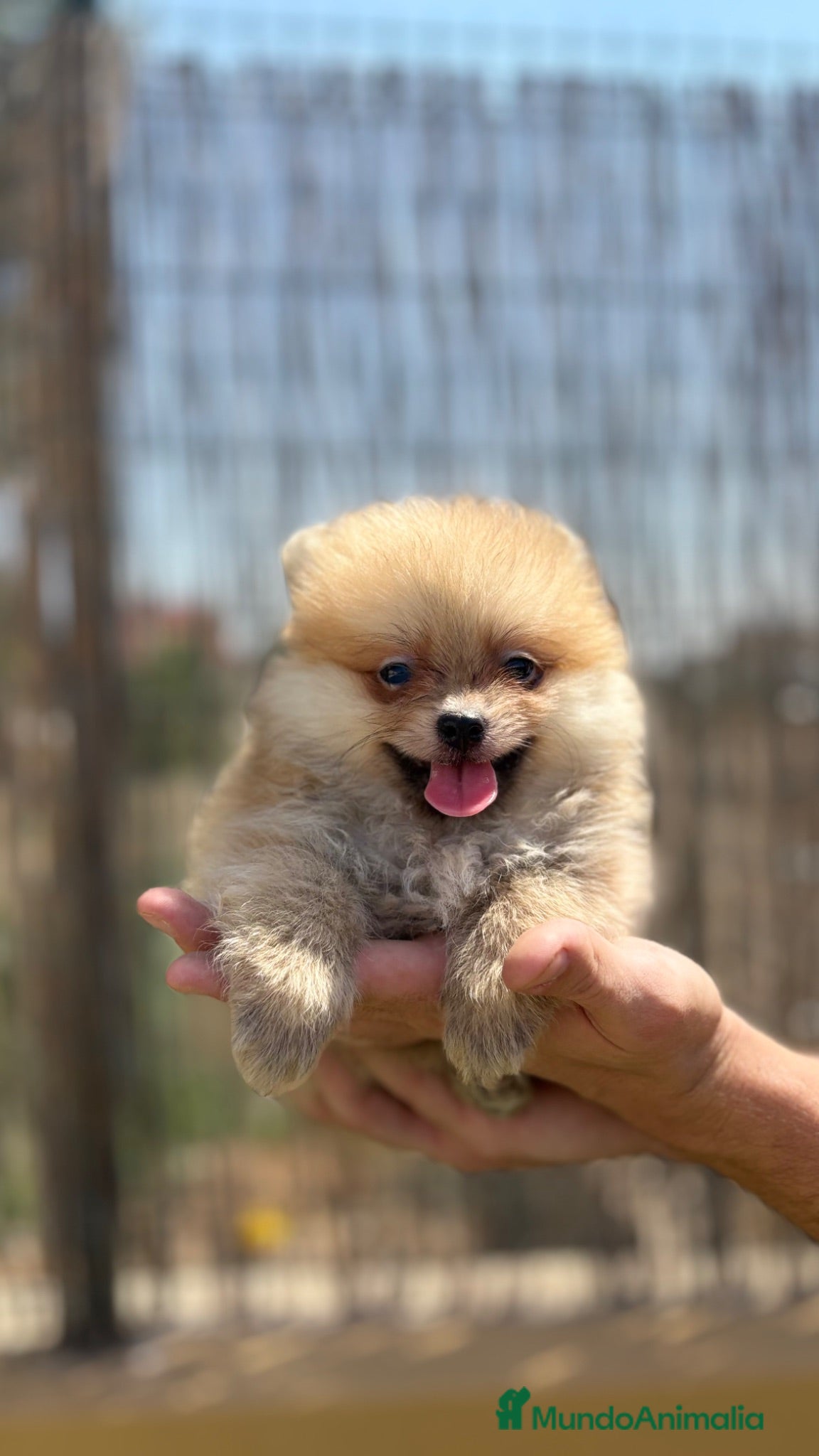 Pomerania perros Pomerania - Anuncio 2