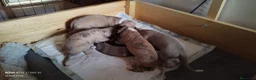 Whippet perros en venta: Magnífica Camada - Anuncio 6