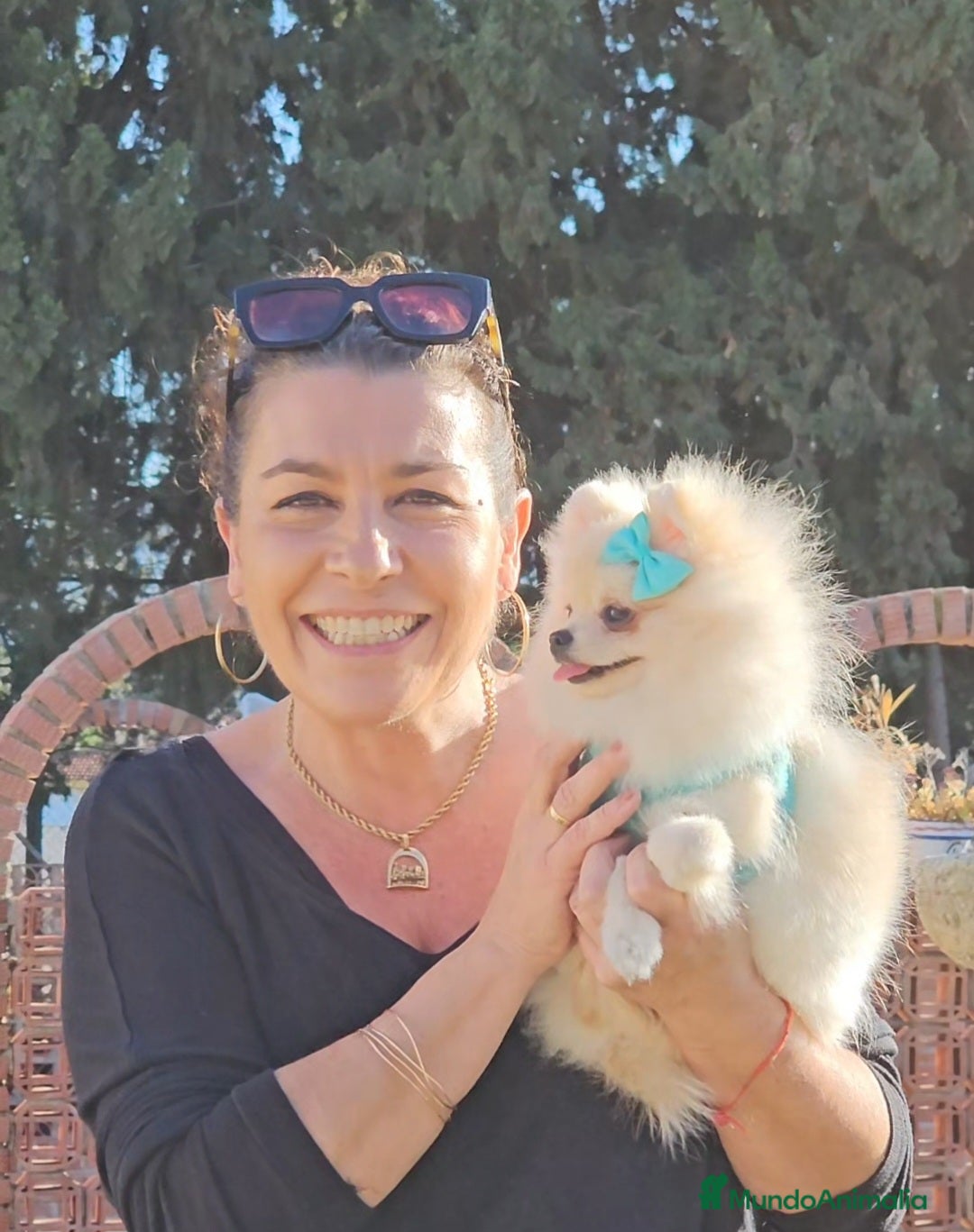 Pomerania perros en venta: Pomerania hembra diminuta  - Anuncio 1