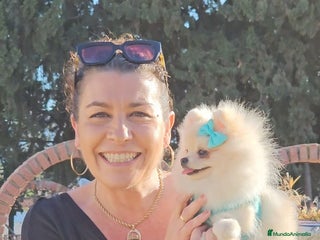 Pomerania perros Pomerania hembra diminuta - Anuncio 1