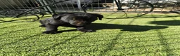 Labrador Retriever perros en venta: LABRADOR - Anuncio 6