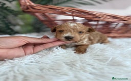 Caniche Toy perros en venta: CANICHE TOY MACHO - Imagen 2