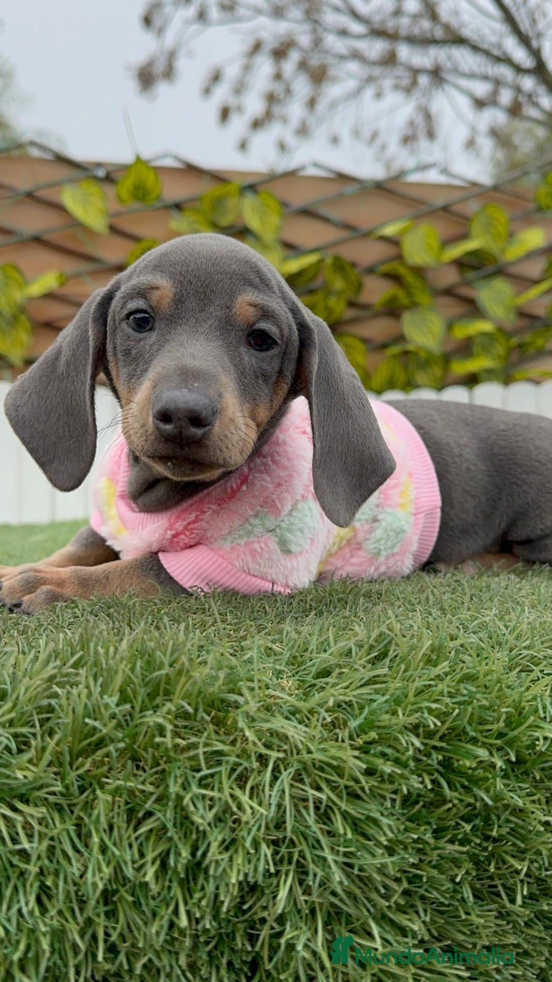 Teckel Miniatura perros en venta: TECKEL HEMBRA MINIATURA - Anuncio 3