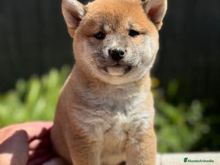 Shiba Inu perros SHIBA INU DISPONIBLES ROJOS - Anuncio 21