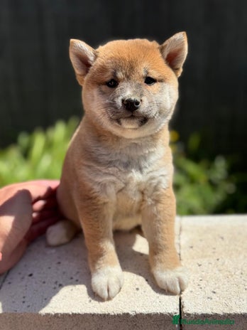Shiba Inu perros - Anuncio 3