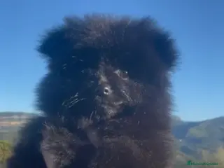 Pomerania perros Última hembra de Pomerania negra disponible 🐾 - Anuncio 11