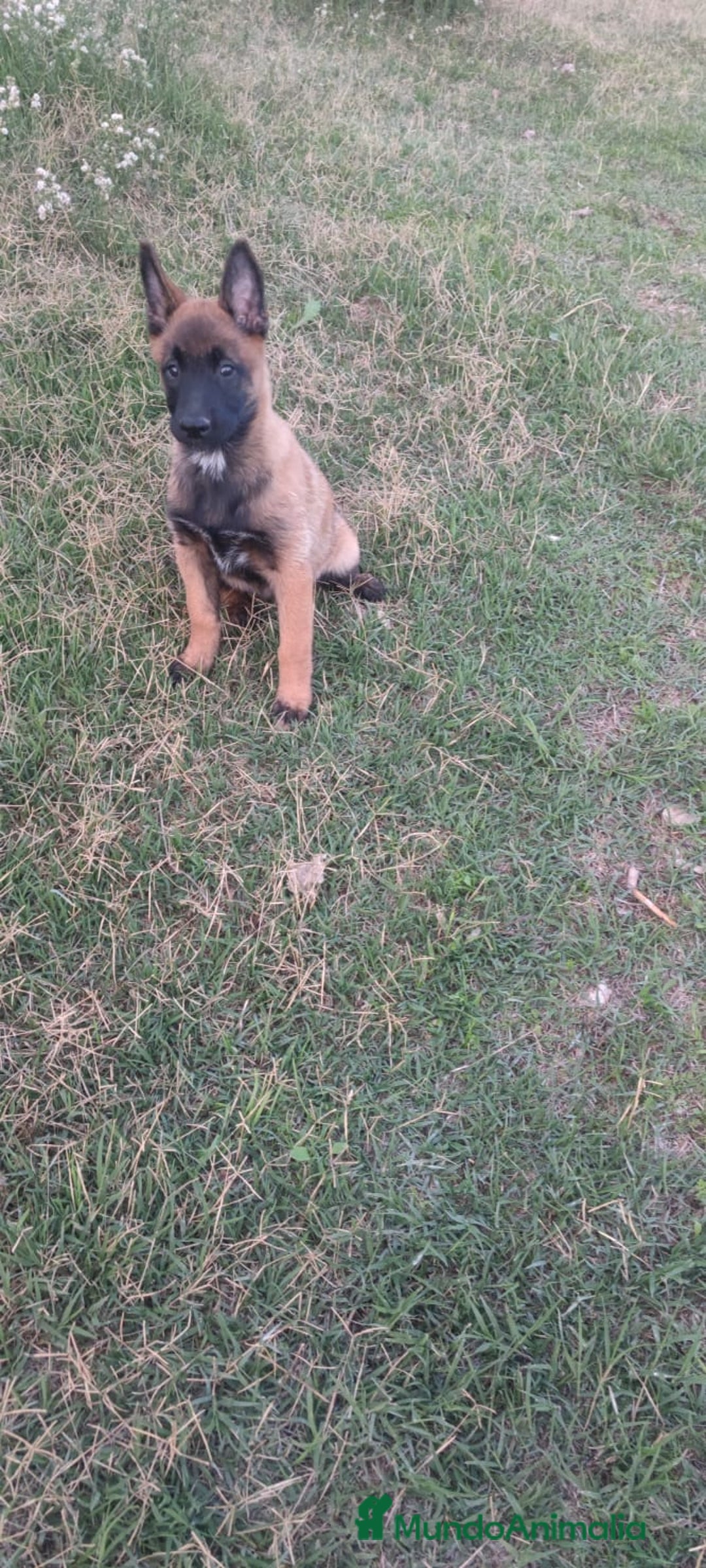 Pastor Belga Malinois perros en venta: Pastor belga malinois - Anuncio 2