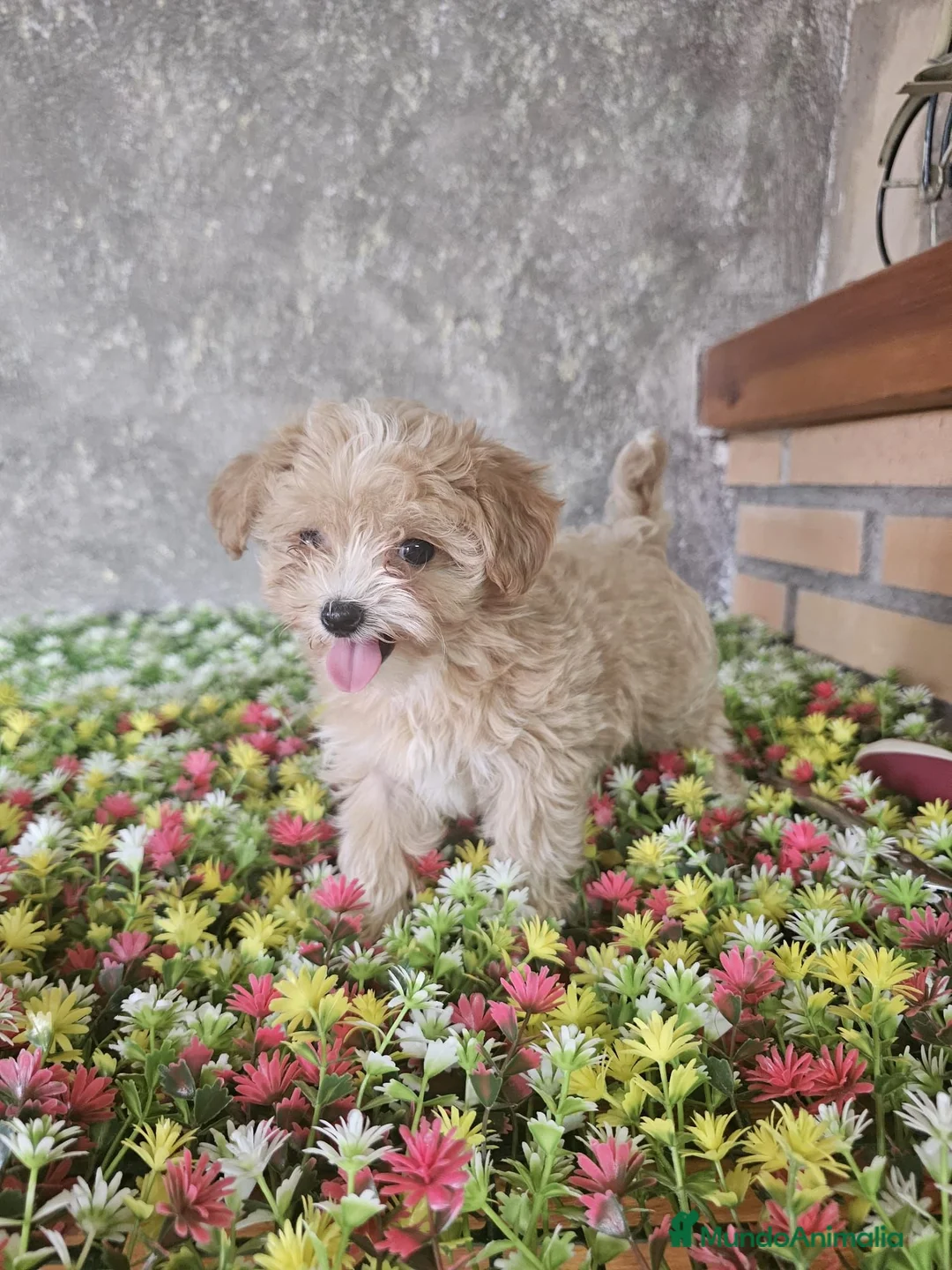 Maltipoo perros en venta: MALTIPOO 50%KOREANA 50%%CHINA  - Anuncio 2