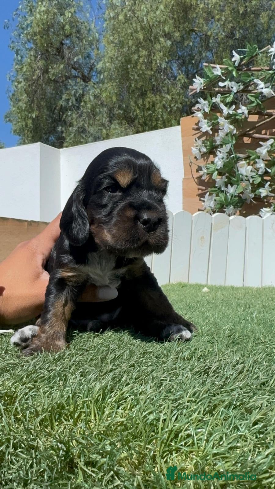 Cocker Spaniel Inglés perros en venta: COCKER SPANIEL INGLÉS  - Anuncio 6