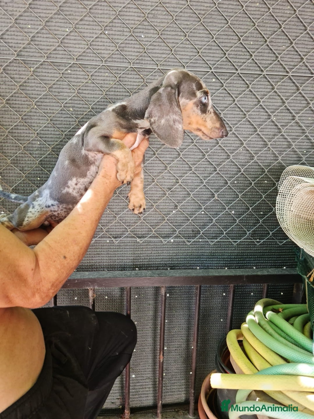 Teckel Miniatura perros en venta: Teckel macho mini arlequín  - Imagen 13
