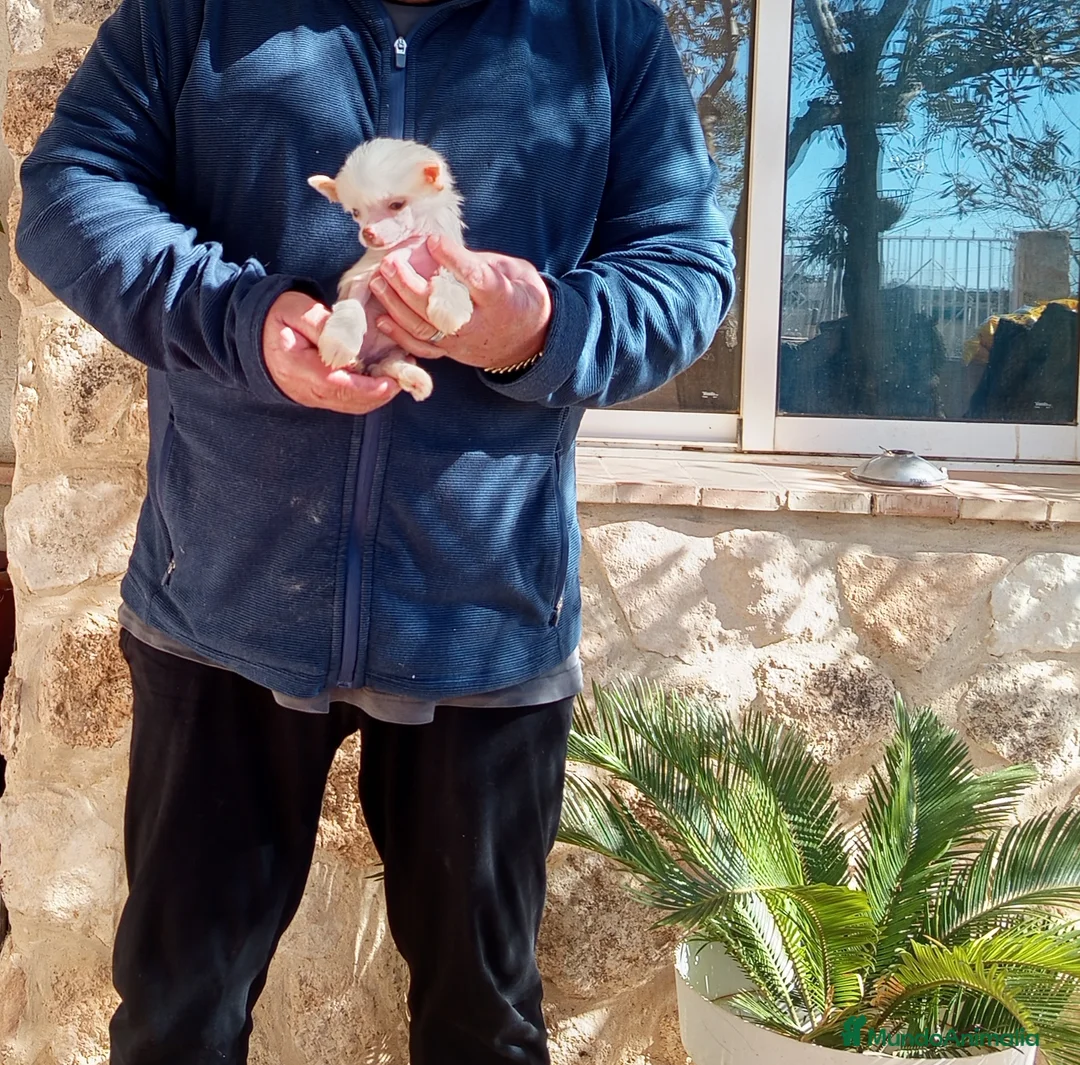 Perro Crestado Chino perros en venta: Crestada china diminuta  - Anuncio 1