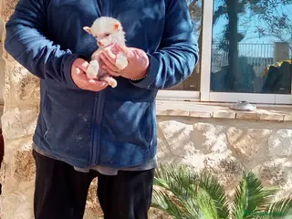 Perro Crestado Chino perros Crestada china diminuta - Anuncio 2