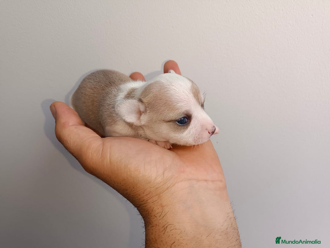 Chihuahua perros en venta: Chihuahua mini toy  - Imagen 8
