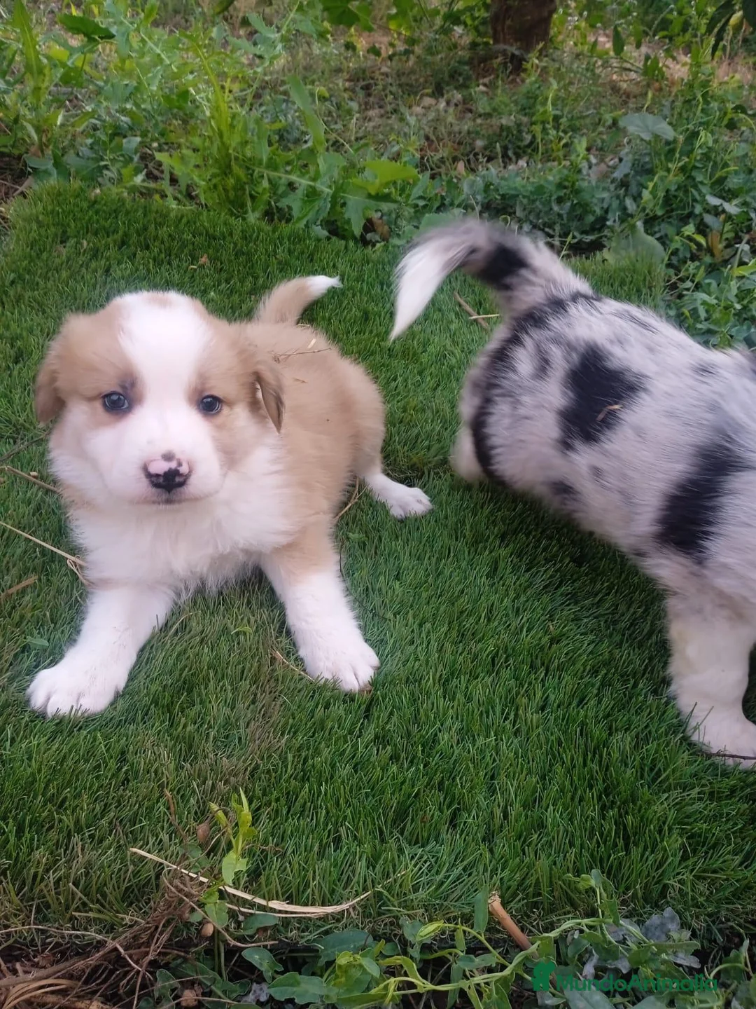 Border Collie perros en venta: Preciosos border collie - Anuncio 2