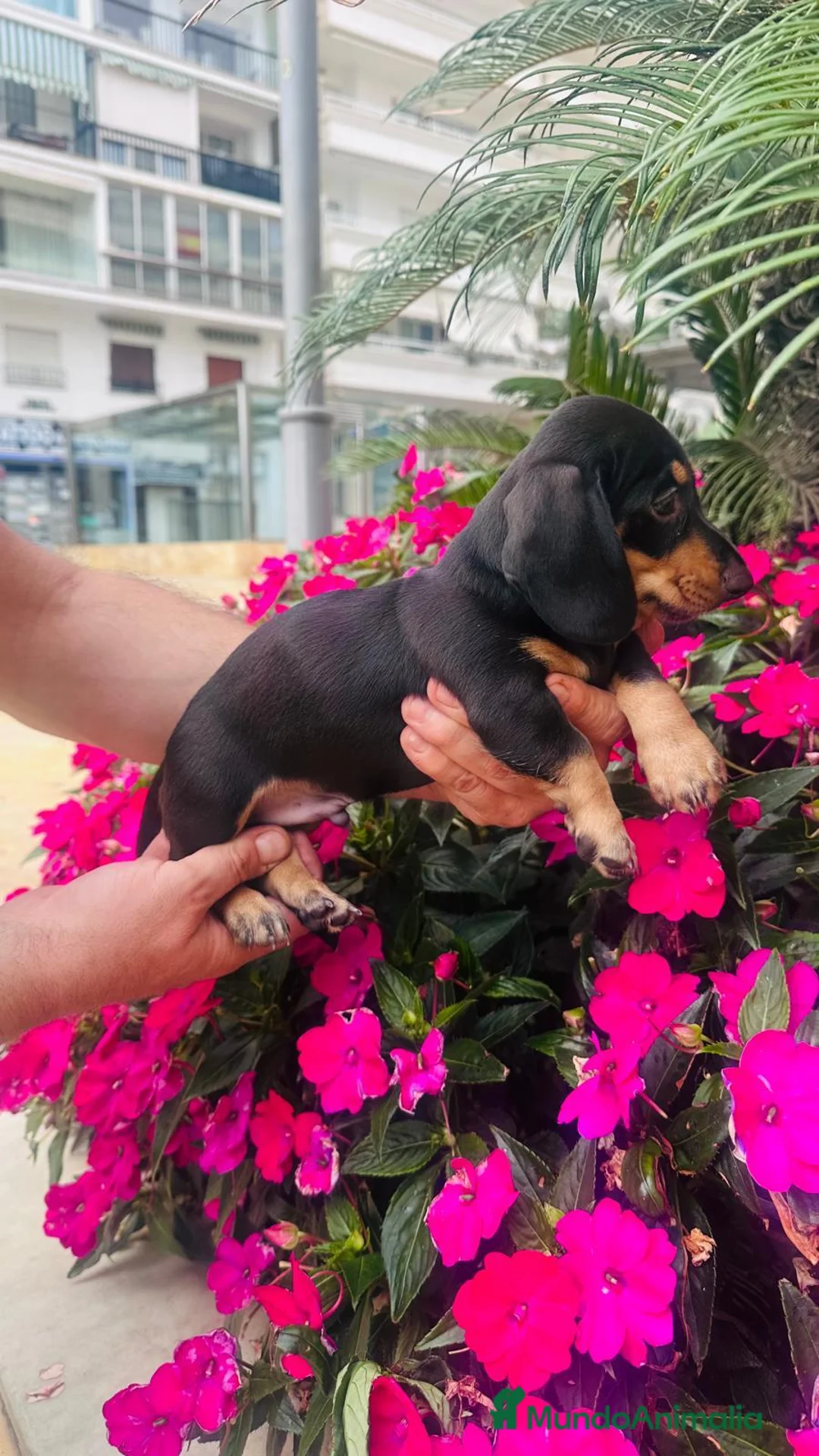 Teckel perros en venta: Teckel kanichen  - Anuncio 4