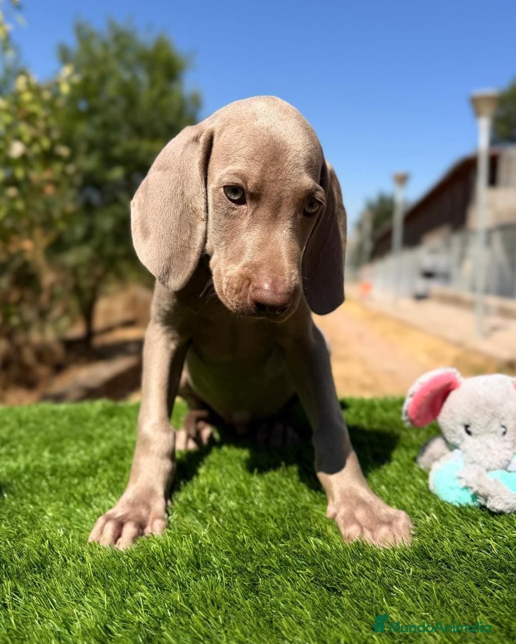 Weimaraner perros BRACO DE WEIMAR MACHOS - Anuncio 2