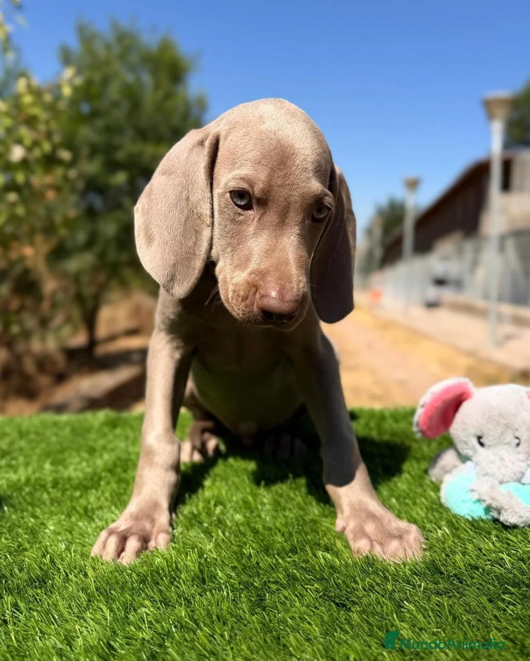 Weimaraner perros en venta: BRACO DE WEIMAR MACHOS - Anuncio 1