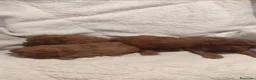Caniche Toy perros en venta: ‼️‼️CANICHES 50% ASIÁTICOS  - Anuncio 3