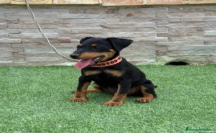 Terrier Alemán de Caza perros - Propaganda 5
