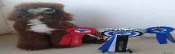 Caniche Gigante perros en venta: Cachorros de caniche gigante apricot - Anuncio 5