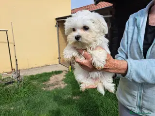 Bichón Maltés perros Bichon maltes - Anuncio 1