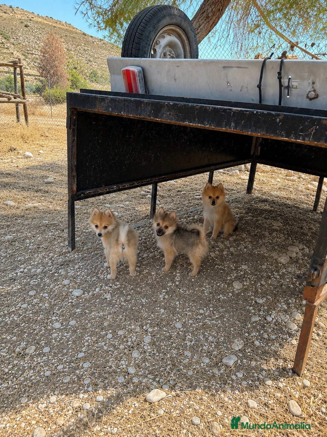 Pomerania perros Pomerania macho hembra  - Anuncio 1