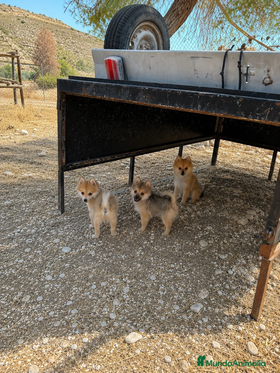 Pomerania perros en venta: Pomerania macho hembra  - Anuncio 1