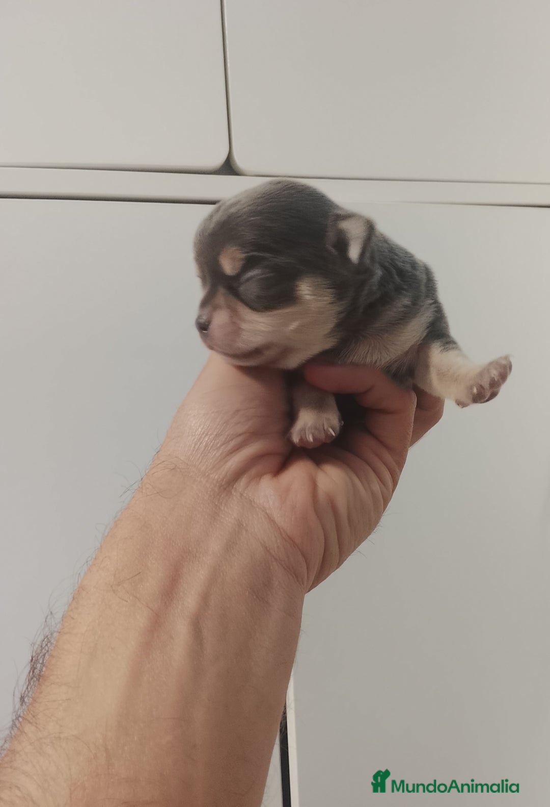 Chihuahua perros en venta: Camada de chihuahuas cabeza manzana - Anuncio 5