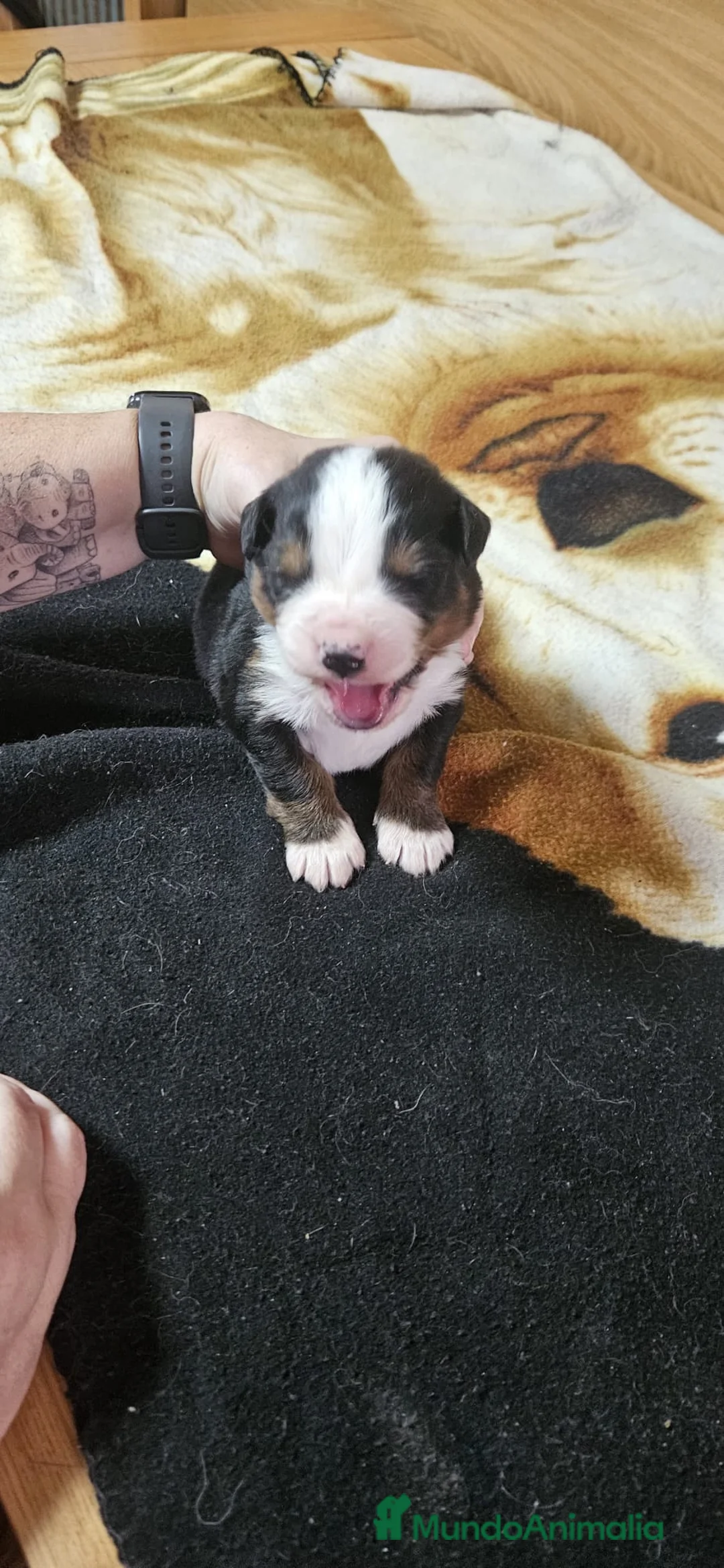 Boyero de Berna perros en venta: Boyeros de Berna bebes preciosos  - Anuncio 5