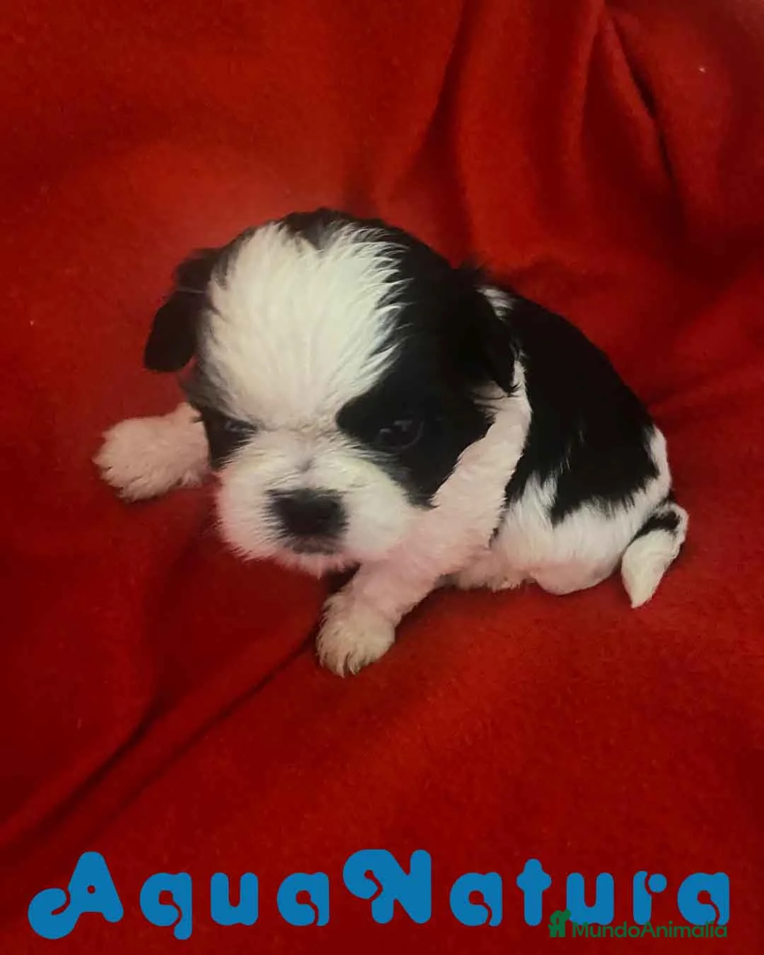 Shih Tzu perros en venta:  Shih Tzu Macho 1 de Ada y Newman AQUANATURA - Anuncio 9