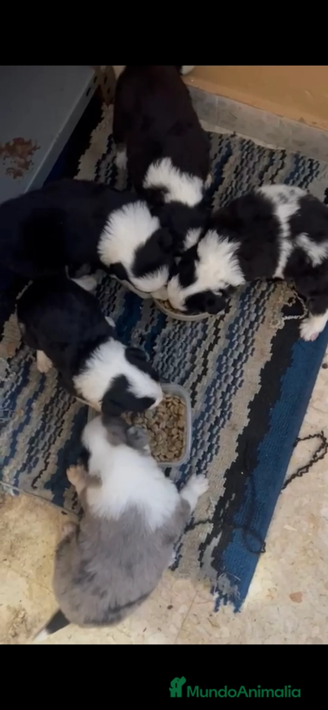 Border Collie perros en venta: Camada border collie - Anuncio 1