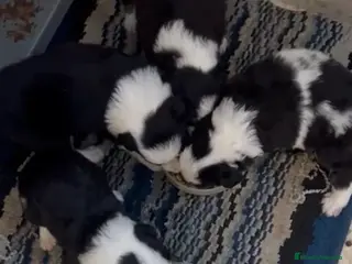 Border Collie perros Camada border collie - Anuncio 1