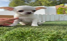 Chihuahua perros en venta: CHIHUAHUA MACHO - Imagen 8