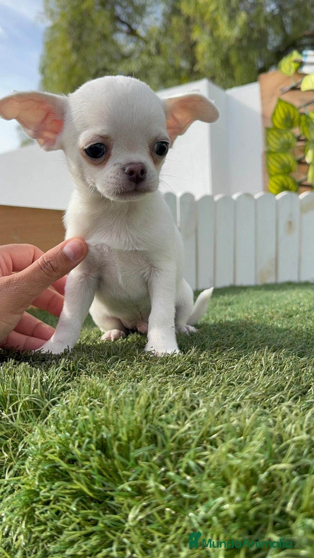 Chihuahua perros en venta: CHIHUAHUA MACHO - Imagen 8