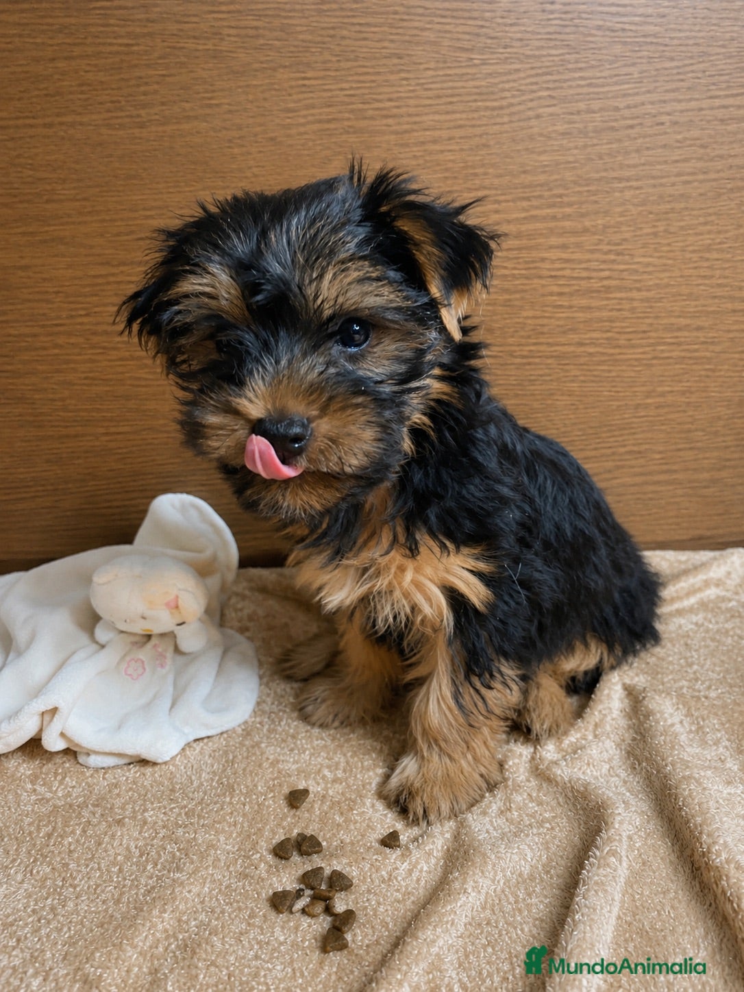 Yorkshire Terrier perros Niños de Yorkshire Terrier🩵 - Anuncio 5