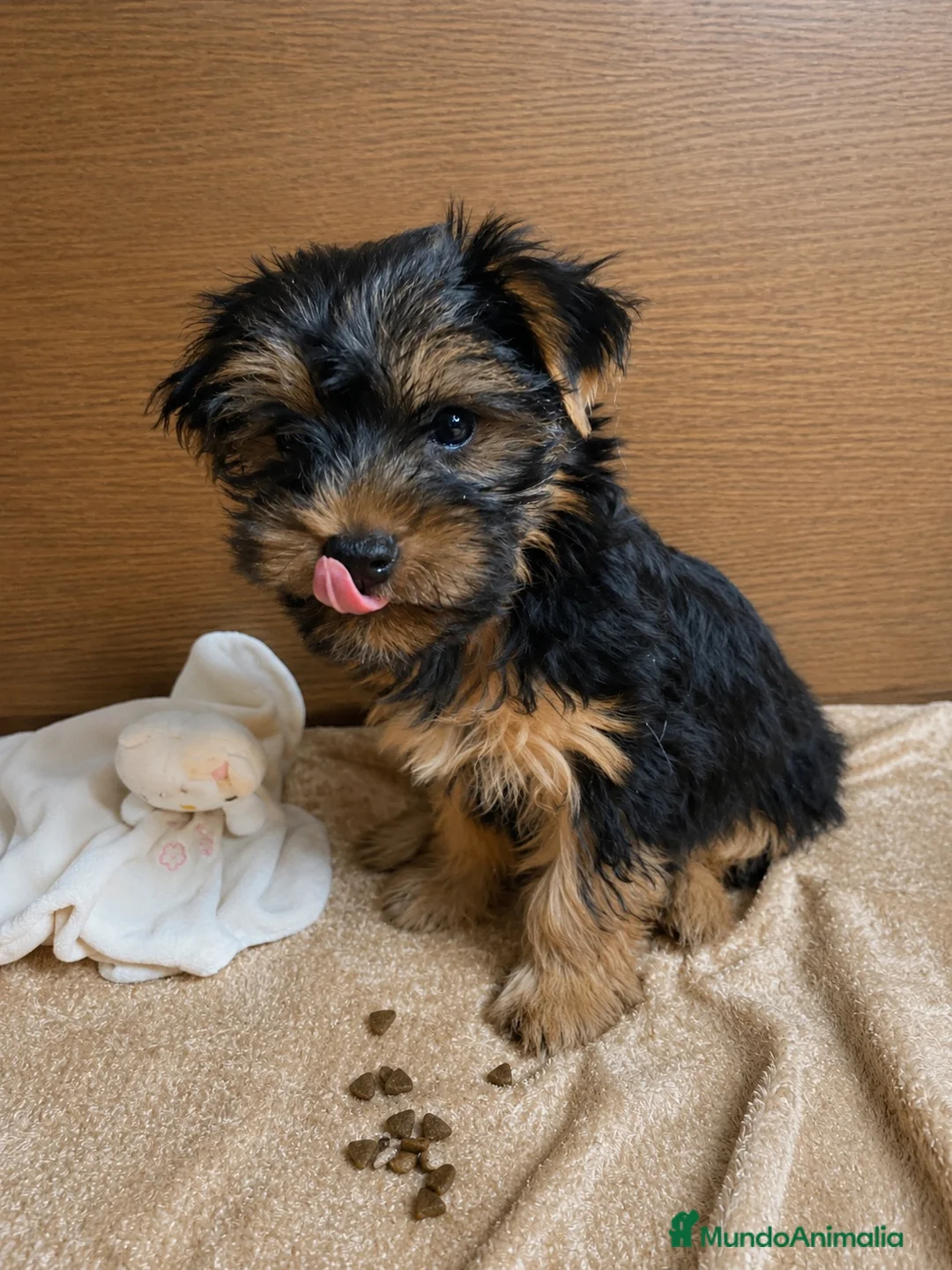 Yorkshire Terrier perros en venta: Niños de Yorkshire Terrier🩵 - Anuncio 1