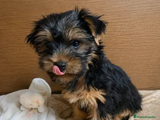 Yorkshire Terrier perros Niños de Yorkshire Terrier🩵 - Anuncio 5