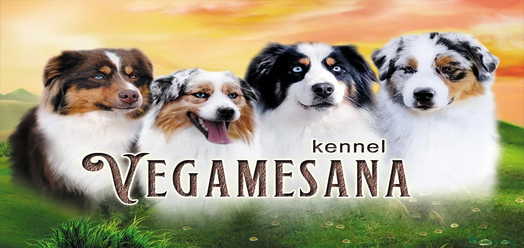 Imagen de galería {{count}}