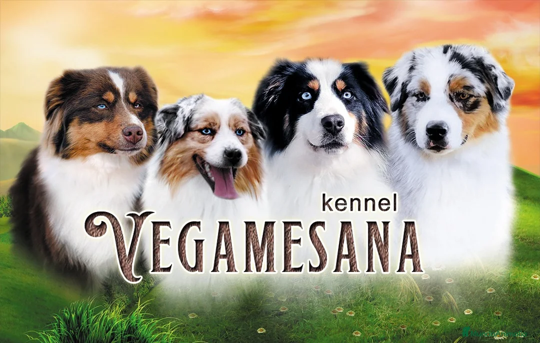 Imagen de galería {{count}}