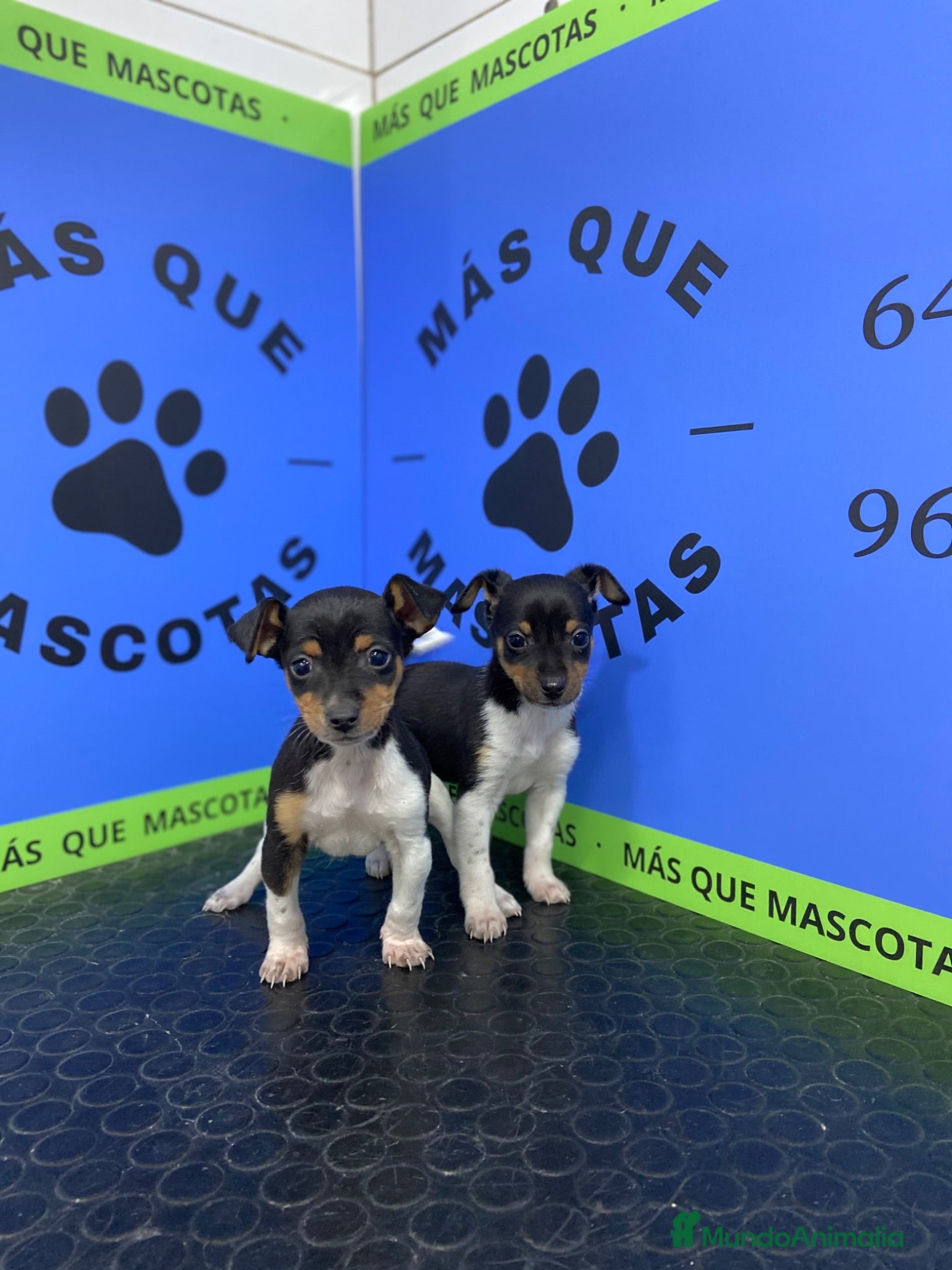 Gos Rater Valencià perros Cachorros Ratonero Valenciano 450€ ¡PRECIO REAL! - Anuncio 1