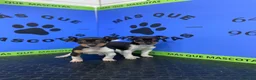 Gos Rater Valencià perros en venta: Cachorros Ratonero Valenciano 450€ ¡PRECIO REAL! - Anuncio 1