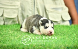 Husky Siberiano perros en venta: Husky siberiano disponibles - Imagen 3