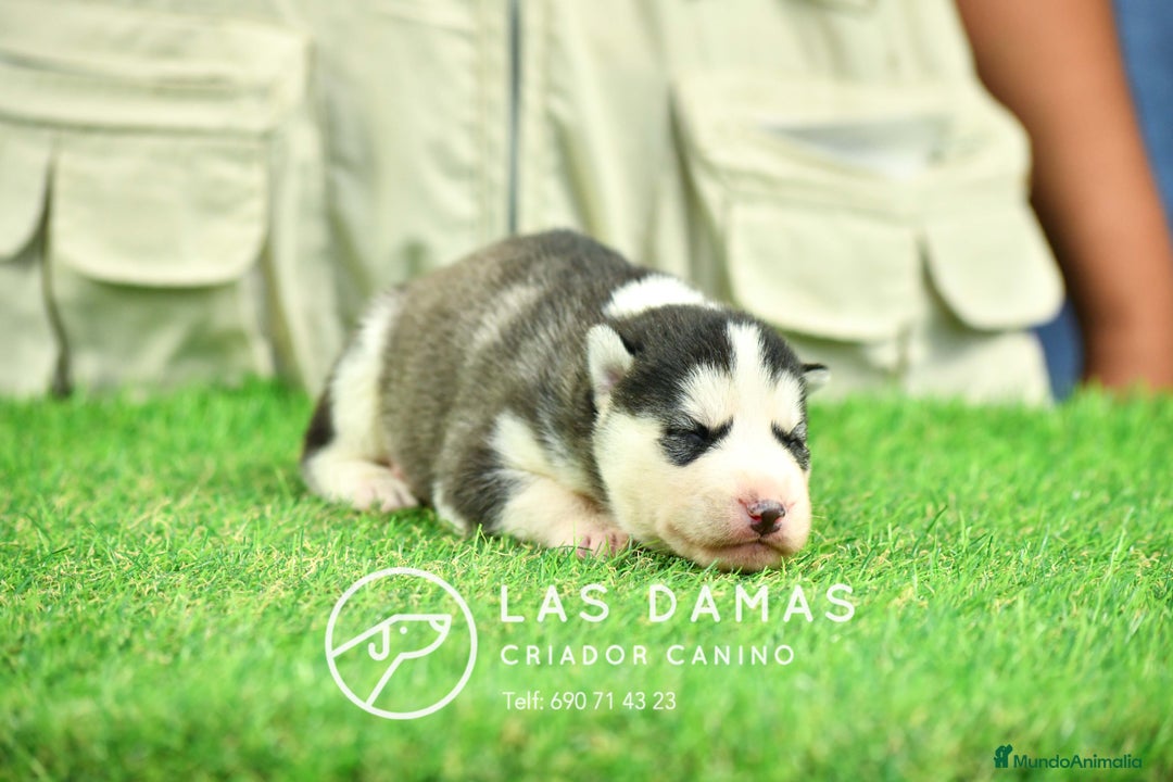 Husky Siberiano perros en venta: Husky siberiano disponibles - Imagen 3