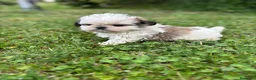 Shih Tzu perros en venta: Shih Tzu cachorros listos para entregar  - Anuncio 7
